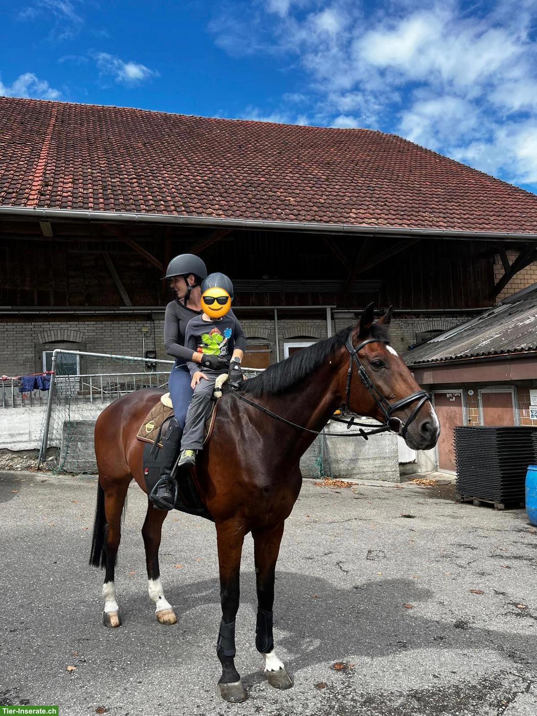 Bild 4: Reitbeteiligung für CH-Warmblut in Merenschwand AG