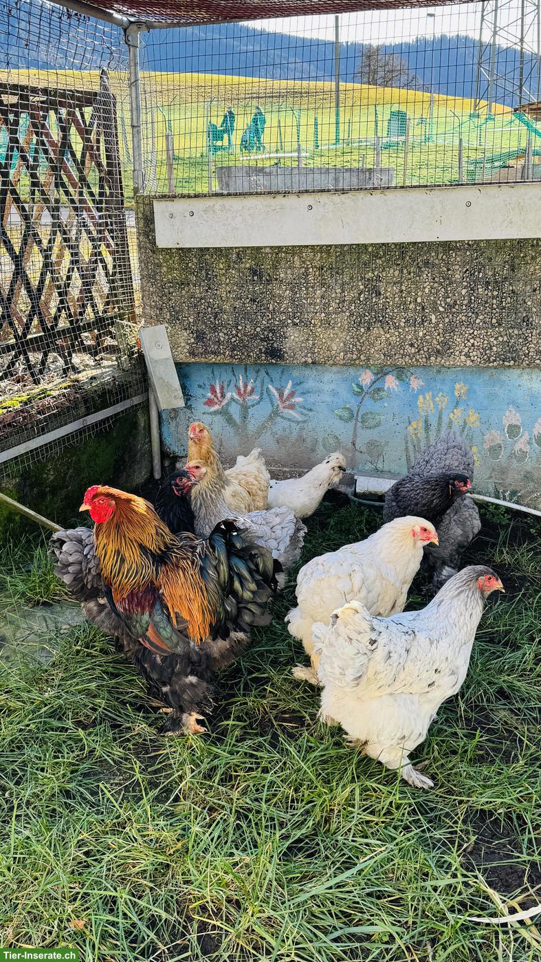 6 Brahma Hennen Jahrgang 2024 zu verkaufen