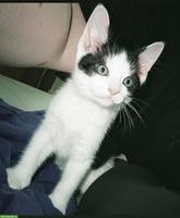 Maine Coon Maxi sucht dich