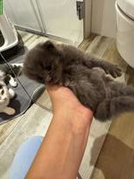 Mischling BKH Katzenbabys, schwarz und grau