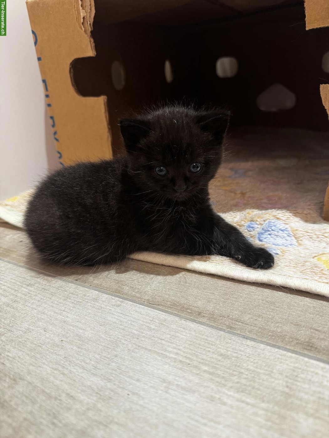 Bild 2: Mischling BKH Katzenbabys, schwarz und grau
