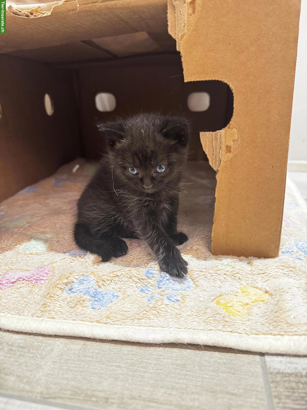 Bild 3: Mischling BKH Katzenbabys, schwarz und grau