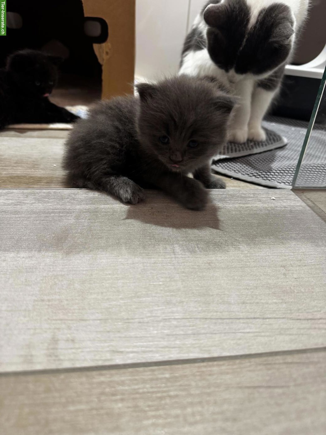 Bild 4: Mischling BKH Katzenbabys, schwarz und grau