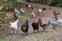 Marans-Junghennen aus Bio-Haltung, reinrassig, Grossrasse