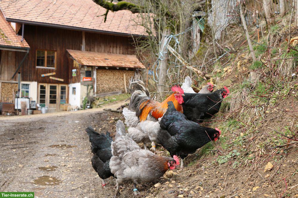 Bild 2: Marans-Junghennen aus Bio-Haltung, reinrassig, Grossrasse