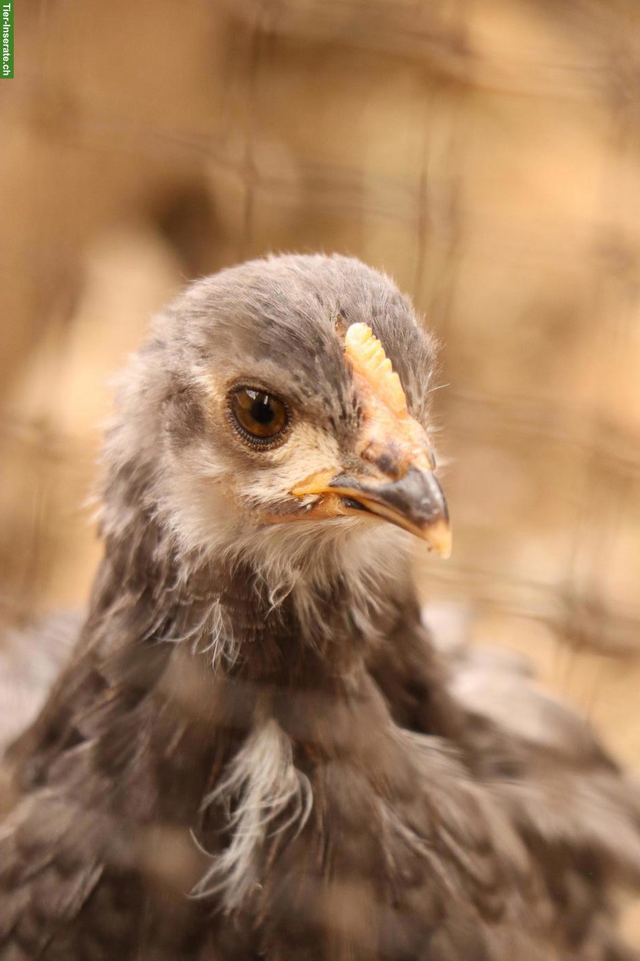 Bild 3: Marans-Junghennen aus Bio-Haltung, reinrassig, Grossrasse