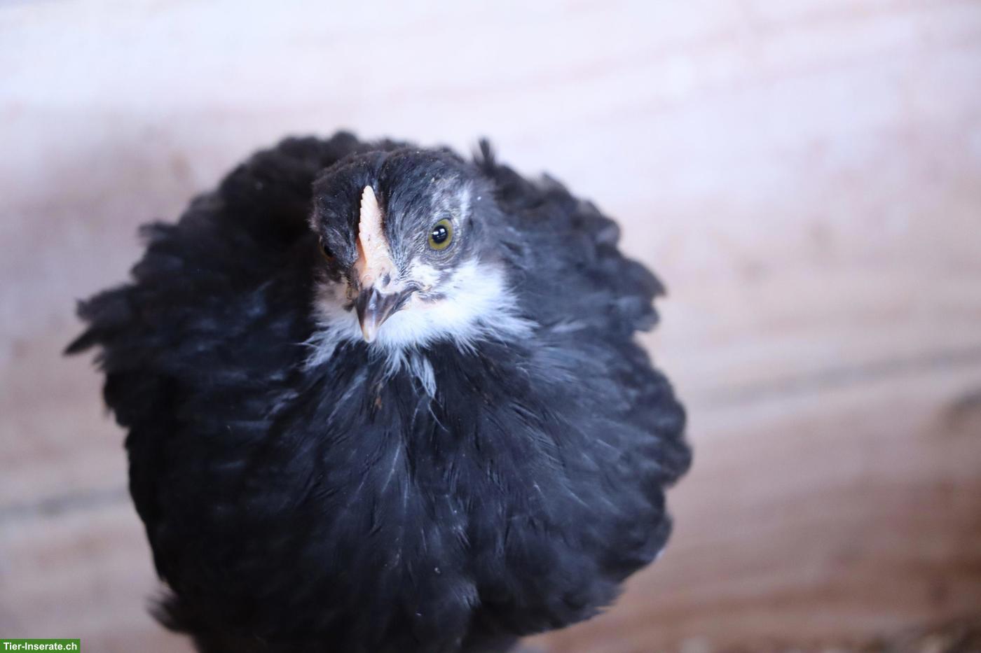 Bild 4: Marans-Junghennen aus Bio-Haltung, reinrassig, Grossrasse