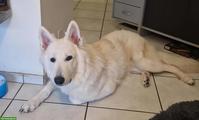 Weisser Schweizer Schäferhund Rüde