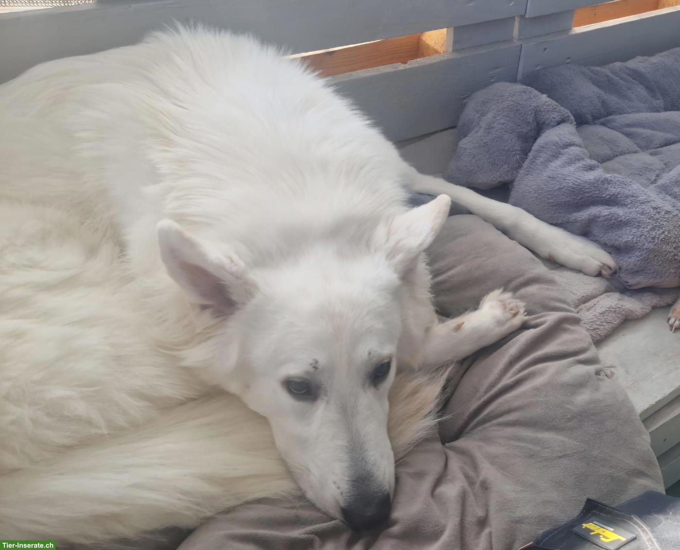 Bild 2: Weisser Schweizer Schäferhund Rüde