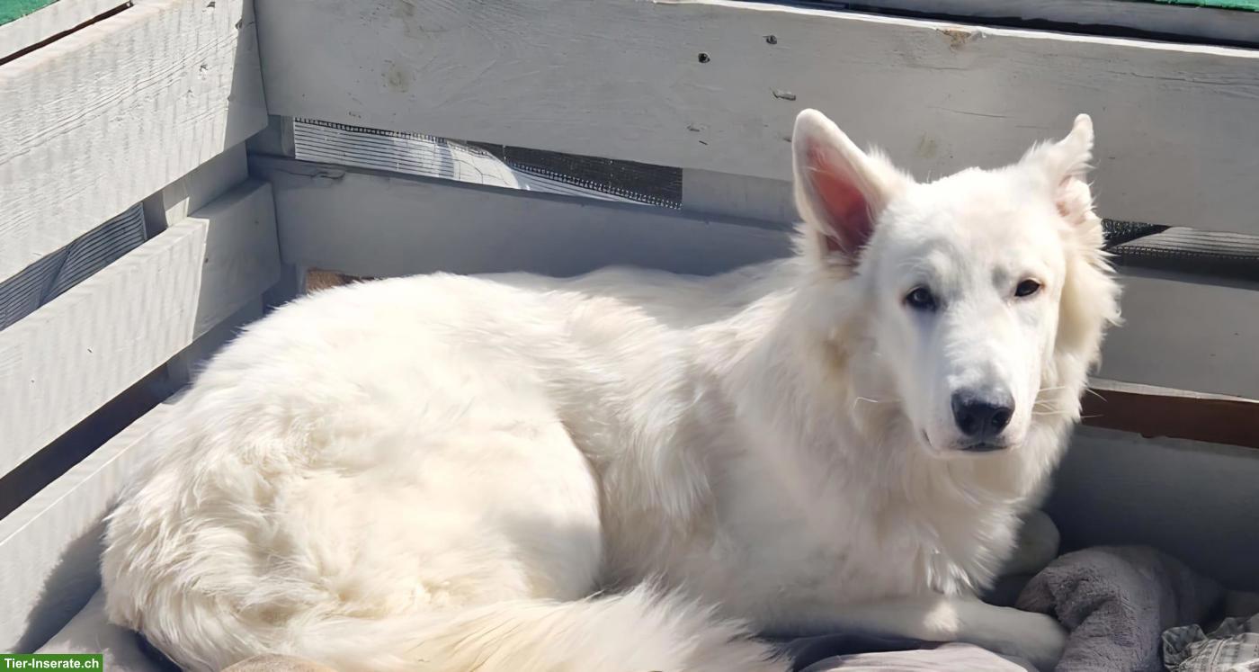 Bild 3: Weisser Schweizer Schäferhund Rüde