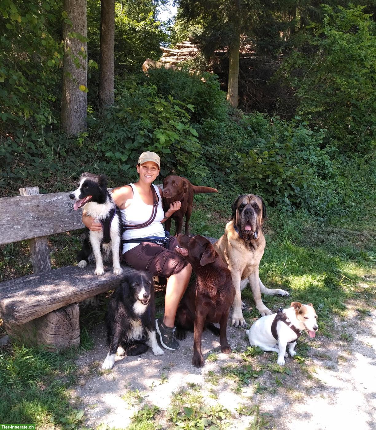 Hundebetreuung Marybo - Tagesbetreuung für Hunde in Wohlenschwil AG