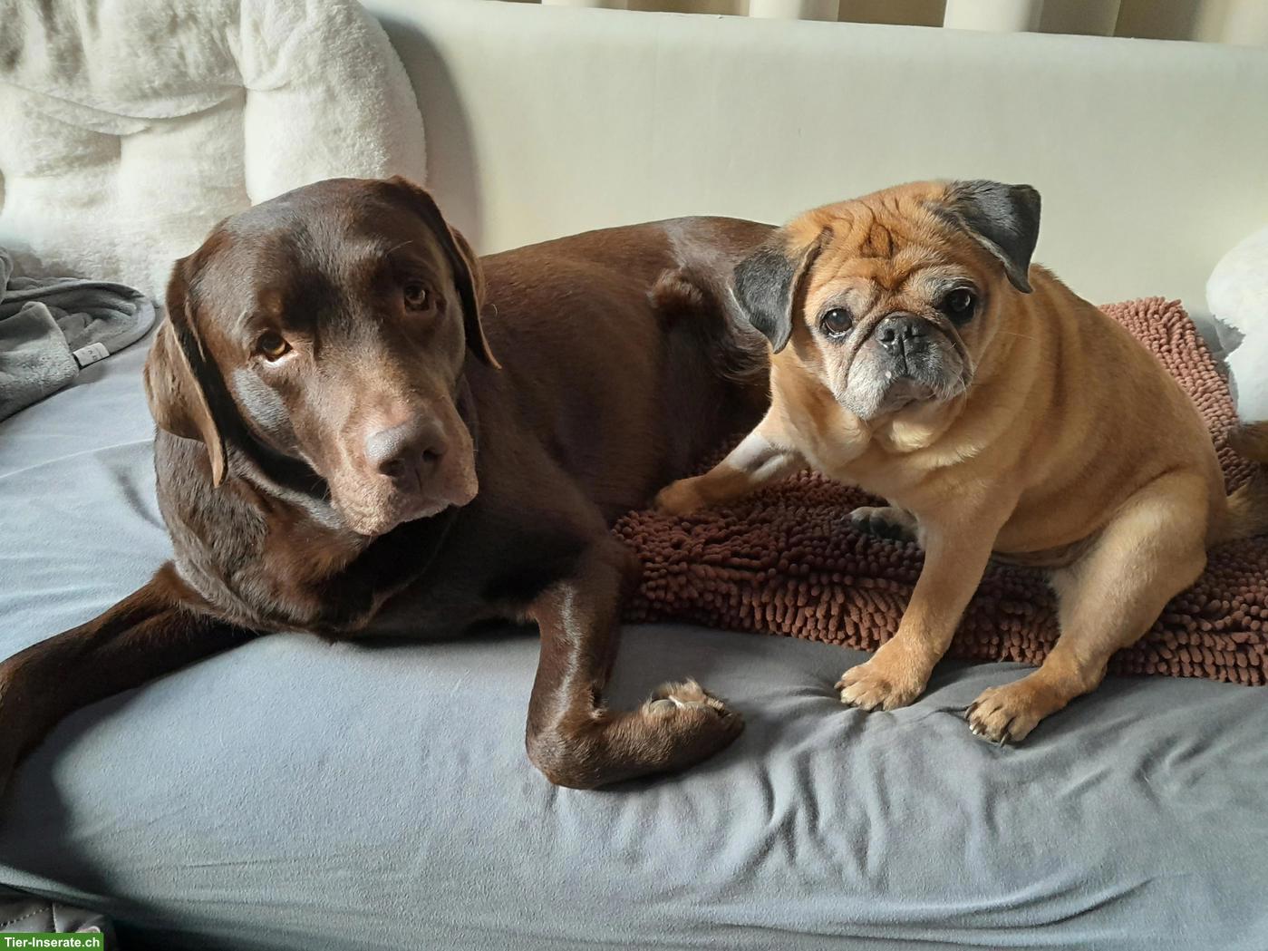 Bild 3: Hundebetreuung Marybo - Tagesbetreuung für Hunde in Wohlenschwil AG