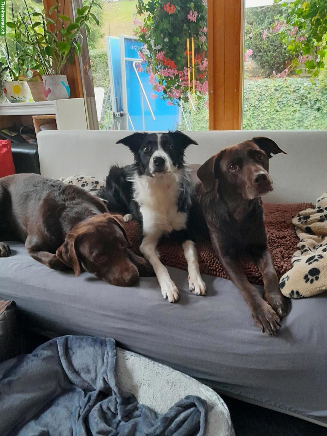 Bild 4: Hundebetreuung Marybo - Tagesbetreuung für Hunde in Wohlenschwil AG