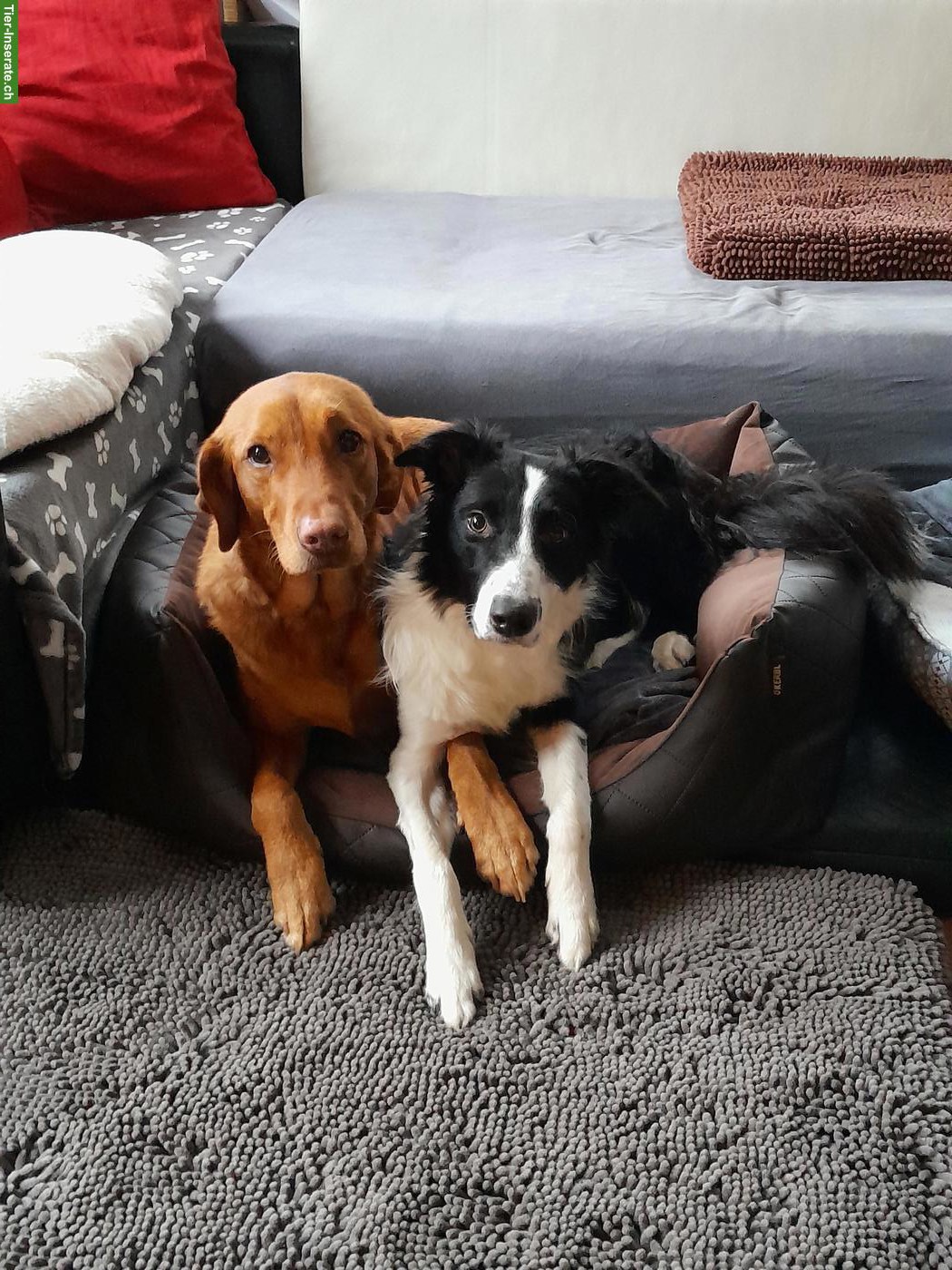 Bild 5: Hundebetreuung Marybo - Tagesbetreuung für Hunde in Wohlenschwil AG