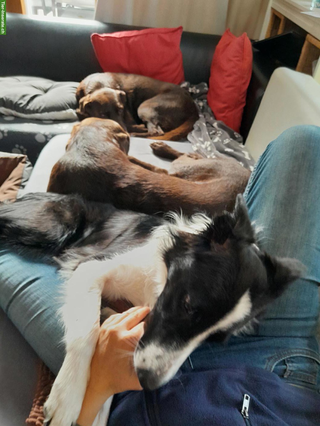 Bild 6: Hundebetreuung Marybo - Tagesbetreuung für Hunde in Wohlenschwil AG