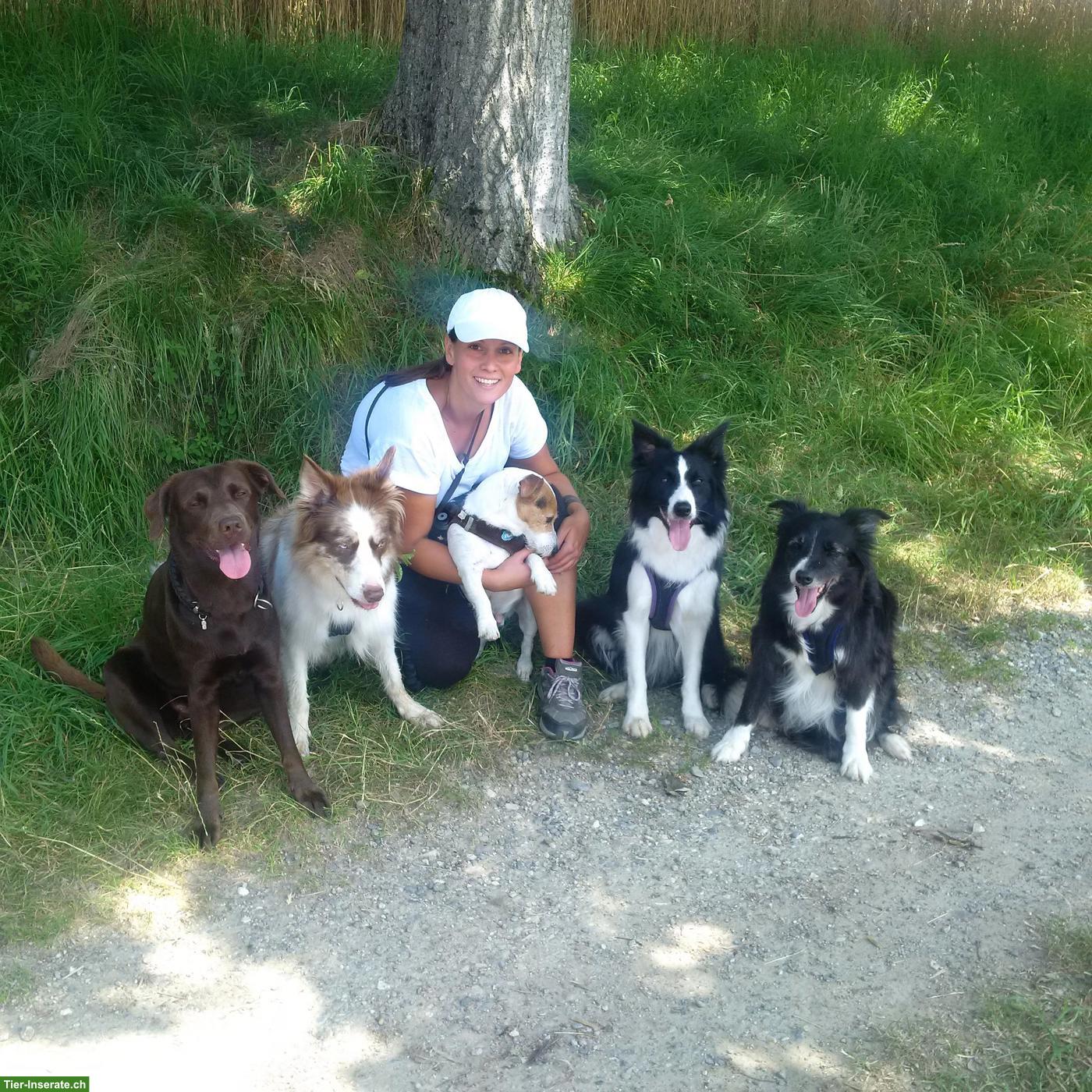 Bild 7: Hundebetreuung Marybo - Tagesbetreuung für Hunde in Wohlenschwil AG