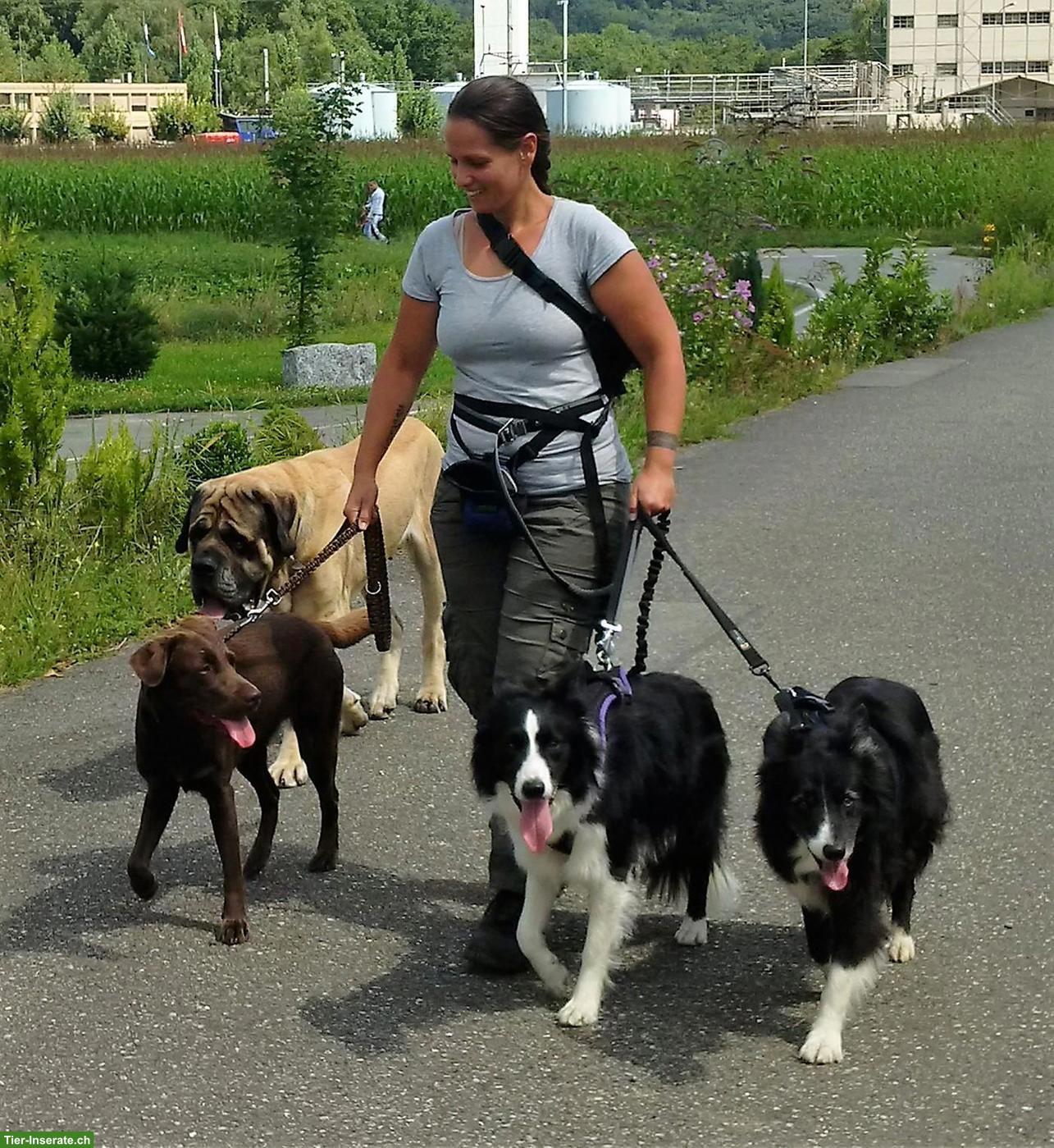 Bild 8: Hundebetreuung Marybo - Tagesbetreuung für Hunde in Wohlenschwil AG