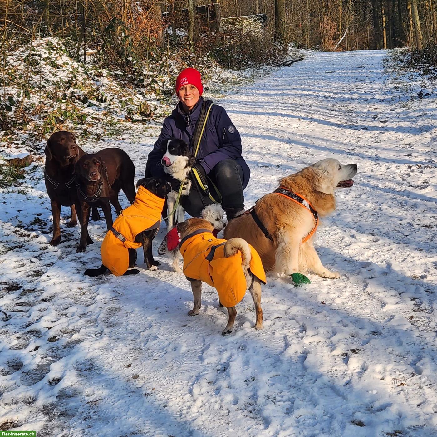 Bild 9: Hundebetreuung Marybo - Tagesbetreuung für Hunde in Wohlenschwil AG