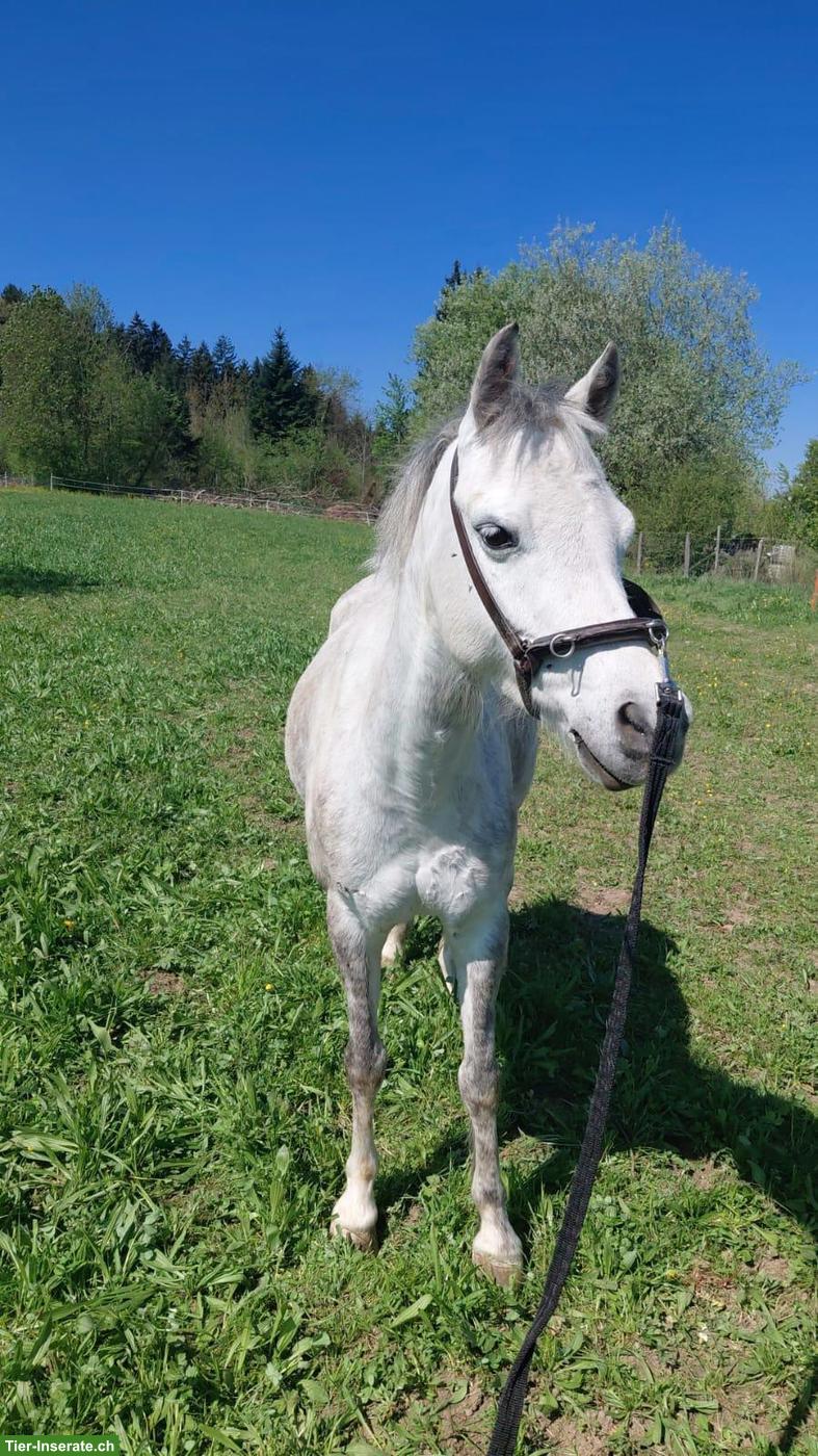 Welsh B Pony, freundliche und lebensfrohe Stute