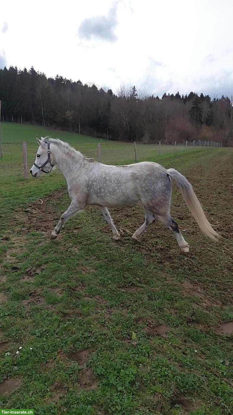 Bild 2: Welsh B Pony, freundliche und lebensfrohe Stute