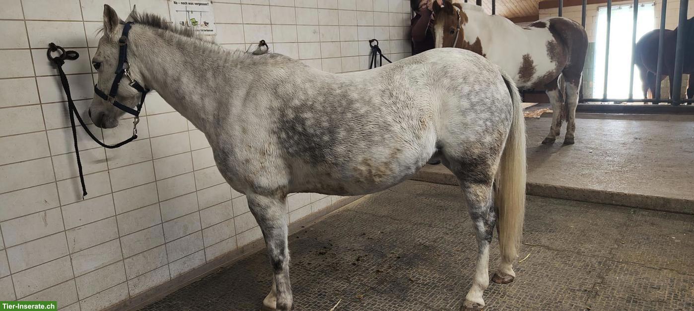 Bild 3: Welsh B Pony, freundliche und lebensfrohe Stute