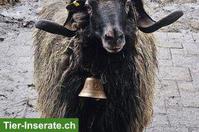 Heidschnucken-Bock gesucht