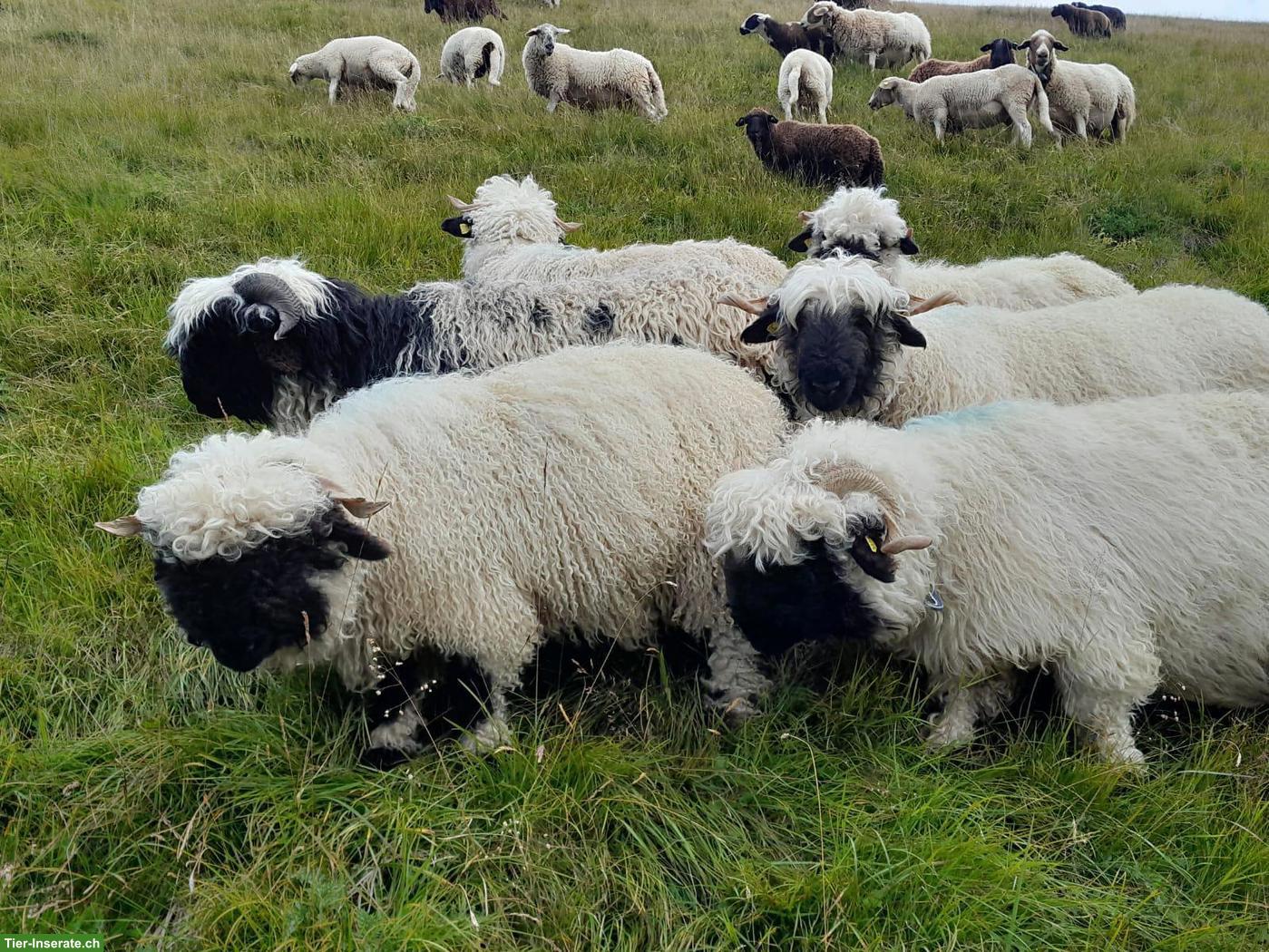 Walliser Schwarznasenschaf Lämmer zu verkaufen