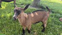 Anhänglicher Gemsfarbige Gebirgsziegen-Bock