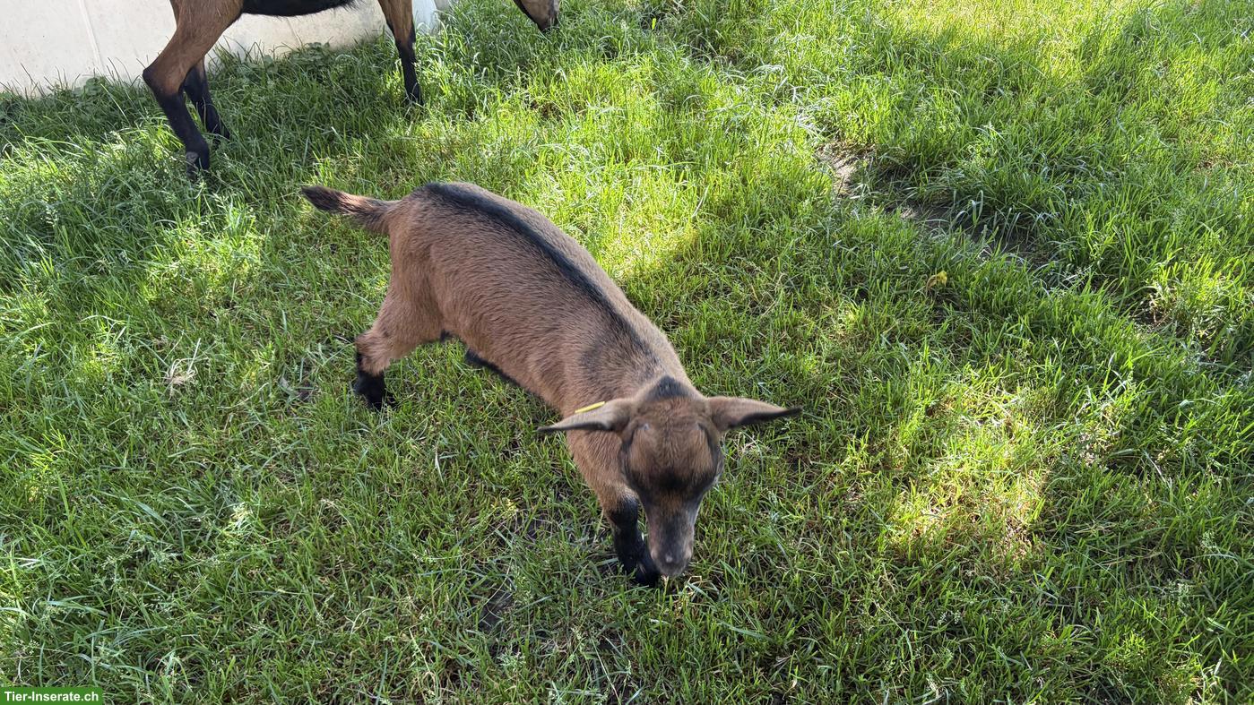Bild 2: Anhänglicher Gemsfarbige Gebirgsziegen-Bock