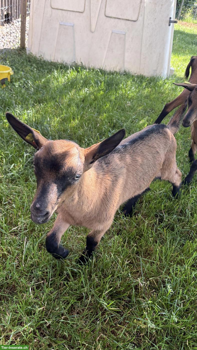 Bild 3: Anhänglicher Gemsfarbige Gebirgsziegen-Bock
