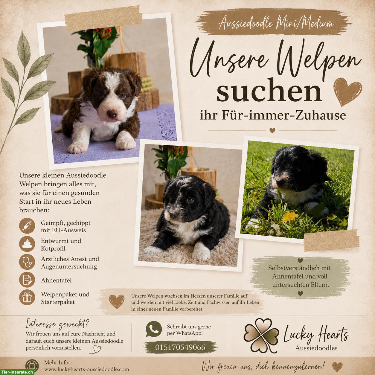 Mini / Medium Aussiedoodle, Doodle Welpen, Mini Aussie x Kleinpudel