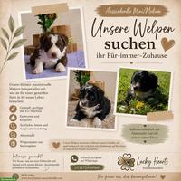 Mini / Medium Aussiedoodle, Doodle Welpen, Mini Aussie x Kleinpudel