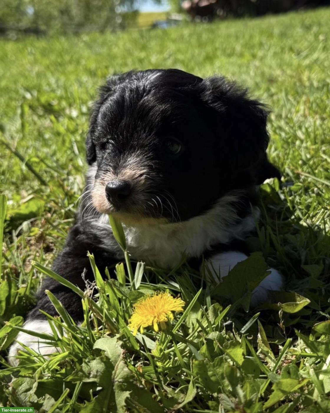 Bild 2: Mini / Medium Aussiedoodle, Doodle Welpen, Mini Aussie x Kleinpudel
