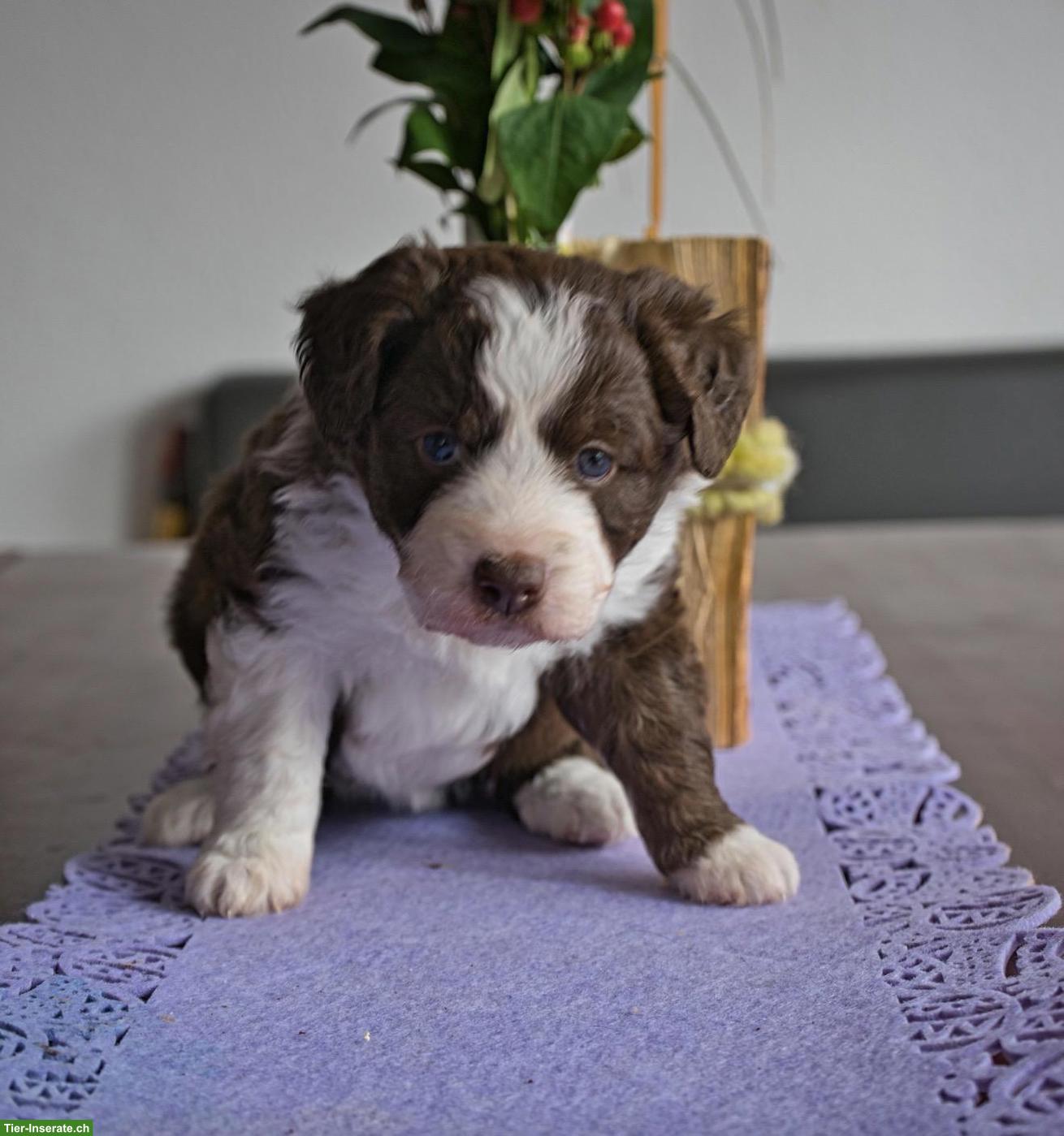 Bild 3: Mini / Medium Aussiedoodle, Doodle Welpen, Mini Aussie x Kleinpudel