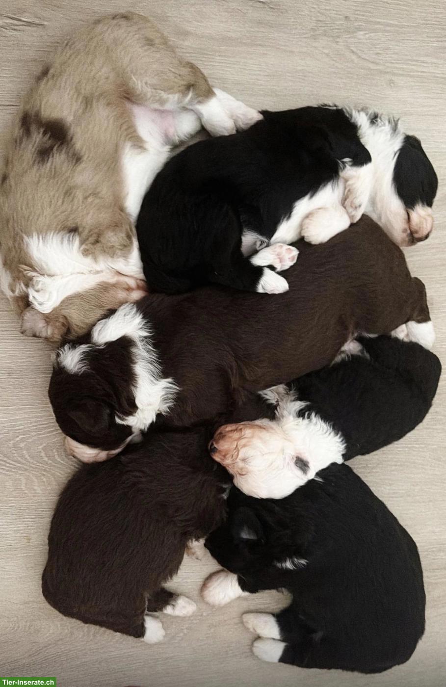 Bild 4: Mini / Medium Aussiedoodle, Doodle Welpen, Mini Aussie x Kleinpudel