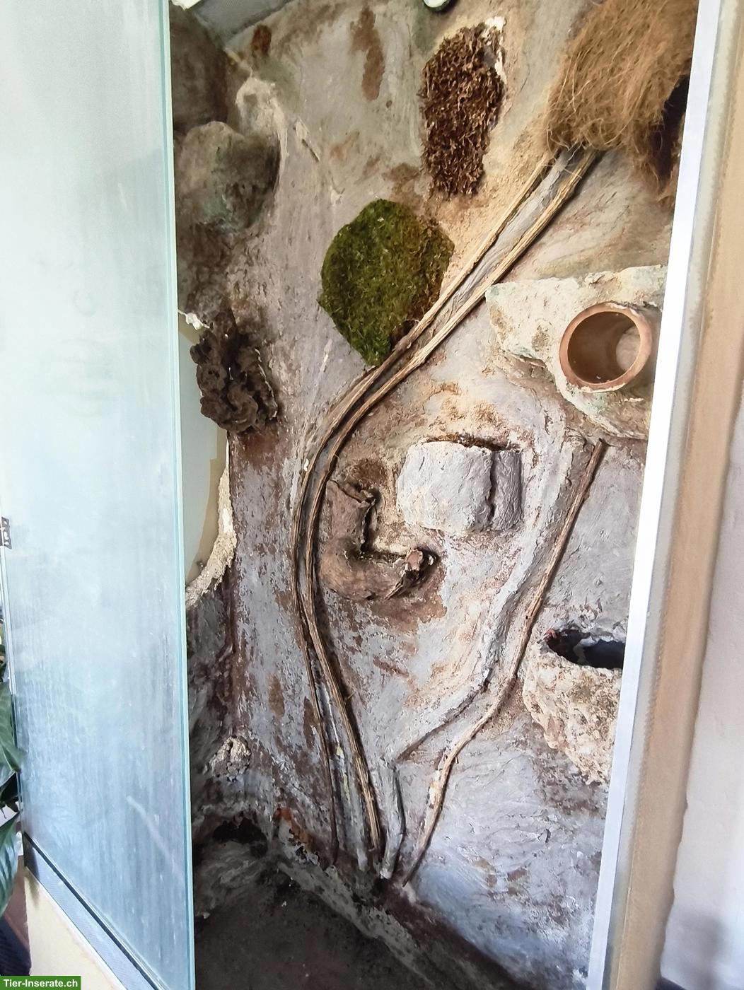 Bild 5: Gratis Glasterrarium für Bastler