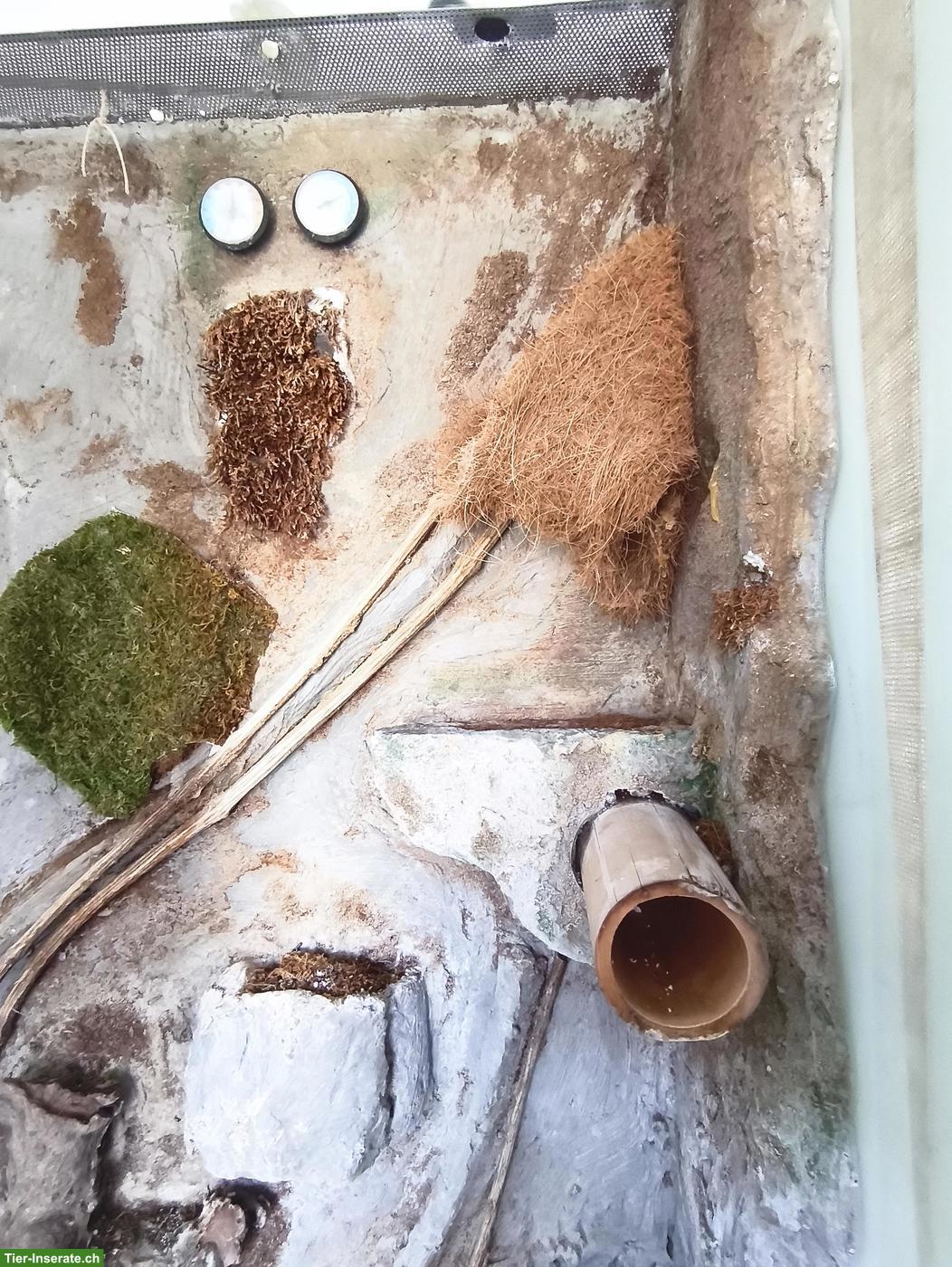Bild 6: Gratis Glasterrarium für Bastler