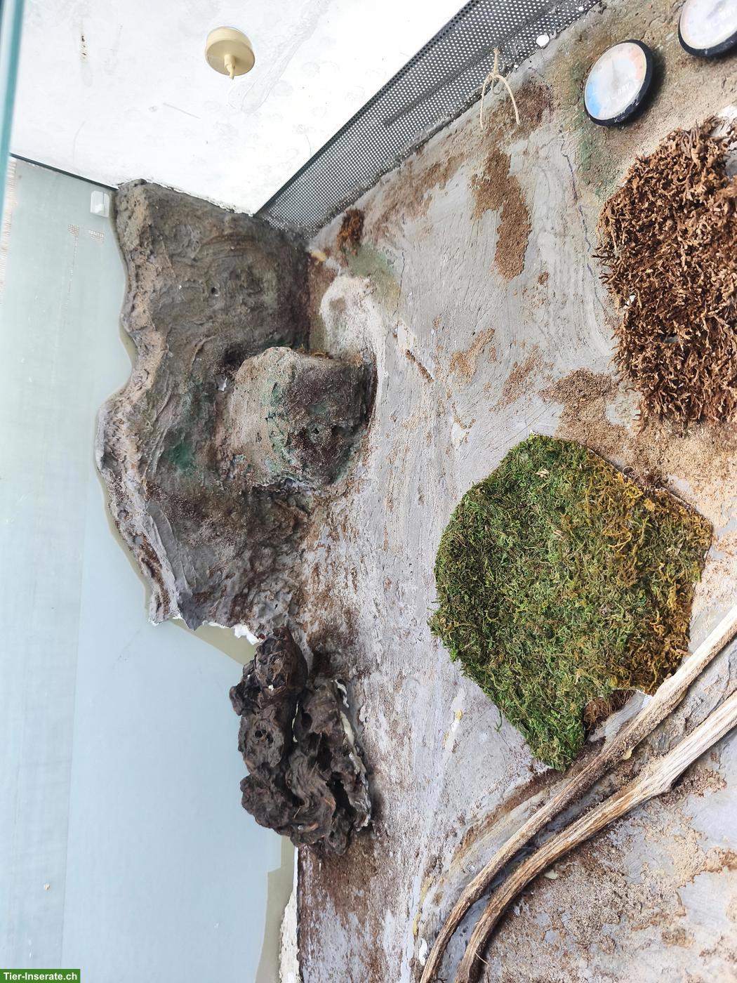Bild 8: Gratis Glasterrarium für Bastler