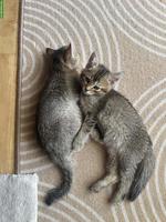 BKH x Siam Kitten, noch 2 Kater