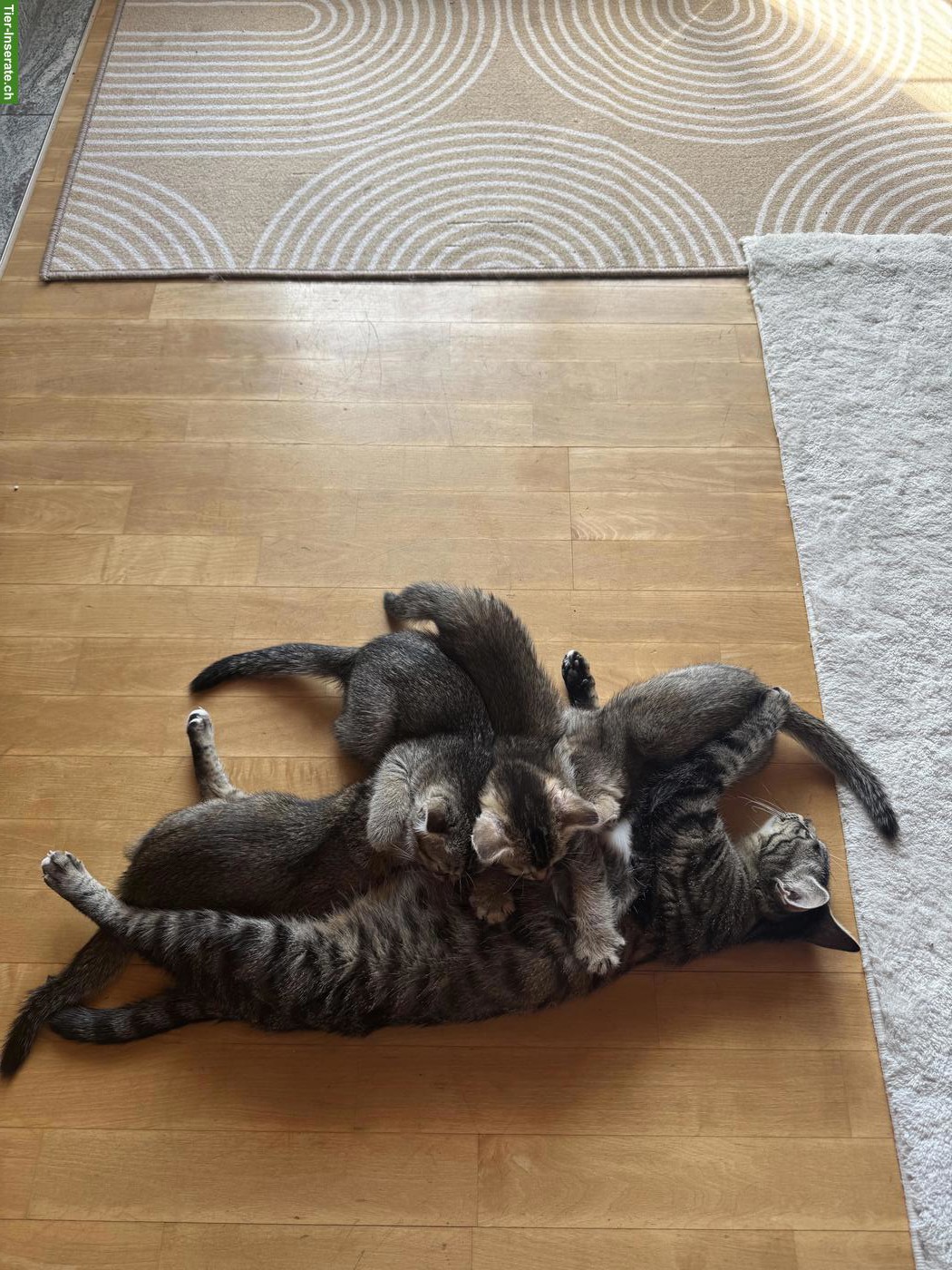 Bild 2: BKH x Siam Kitten, noch 2 Kater