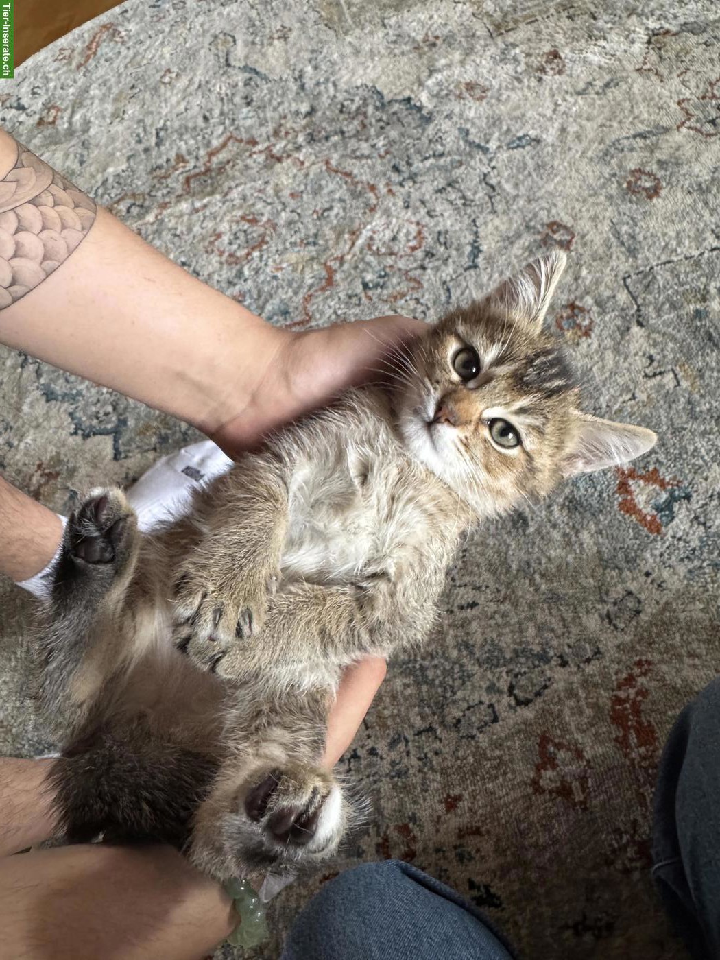 Bild 3: BKH x Siam Kitten, noch 2 Kater