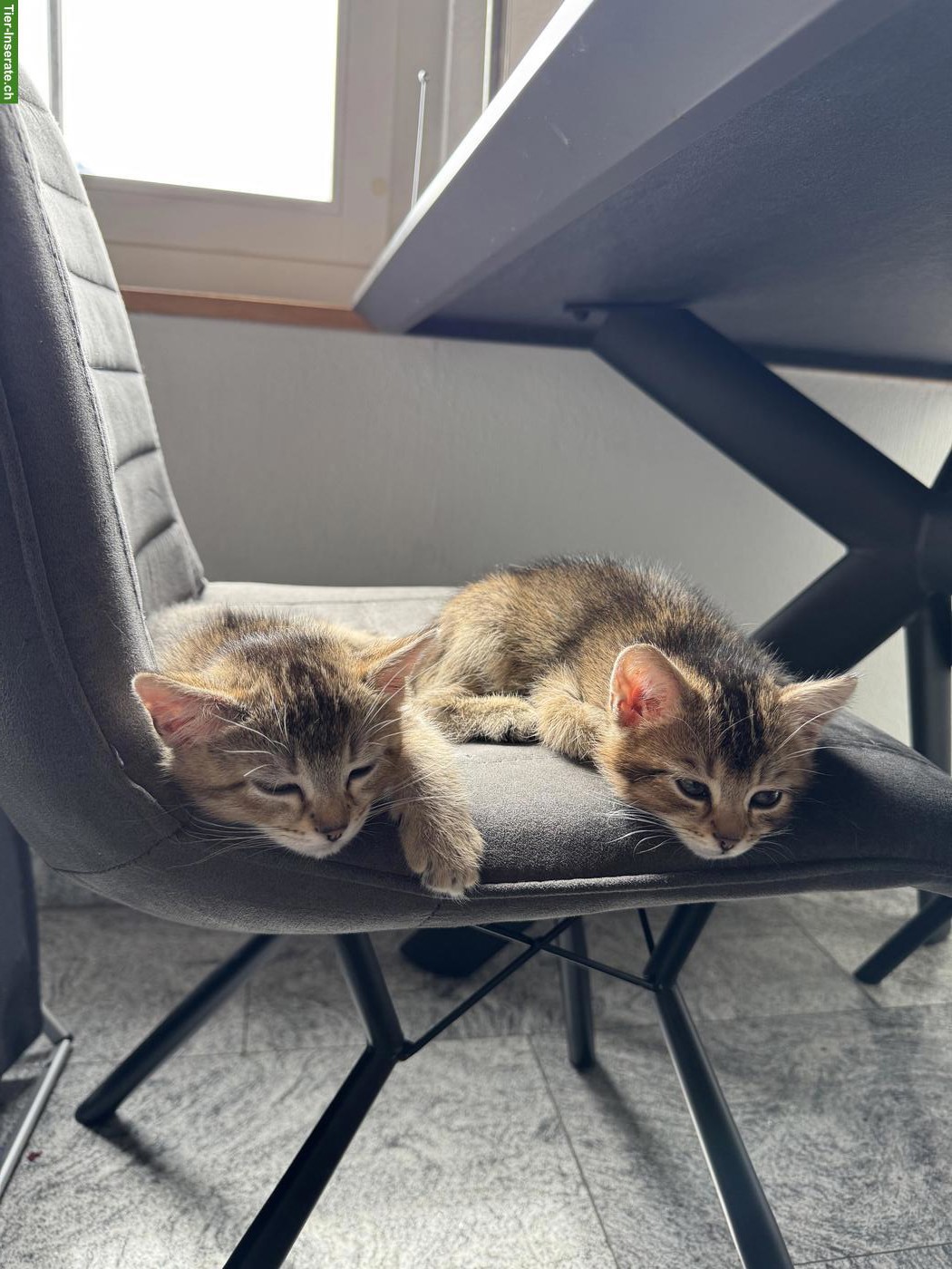Bild 4: BKH x Siam Kitten, noch 2 Kater
