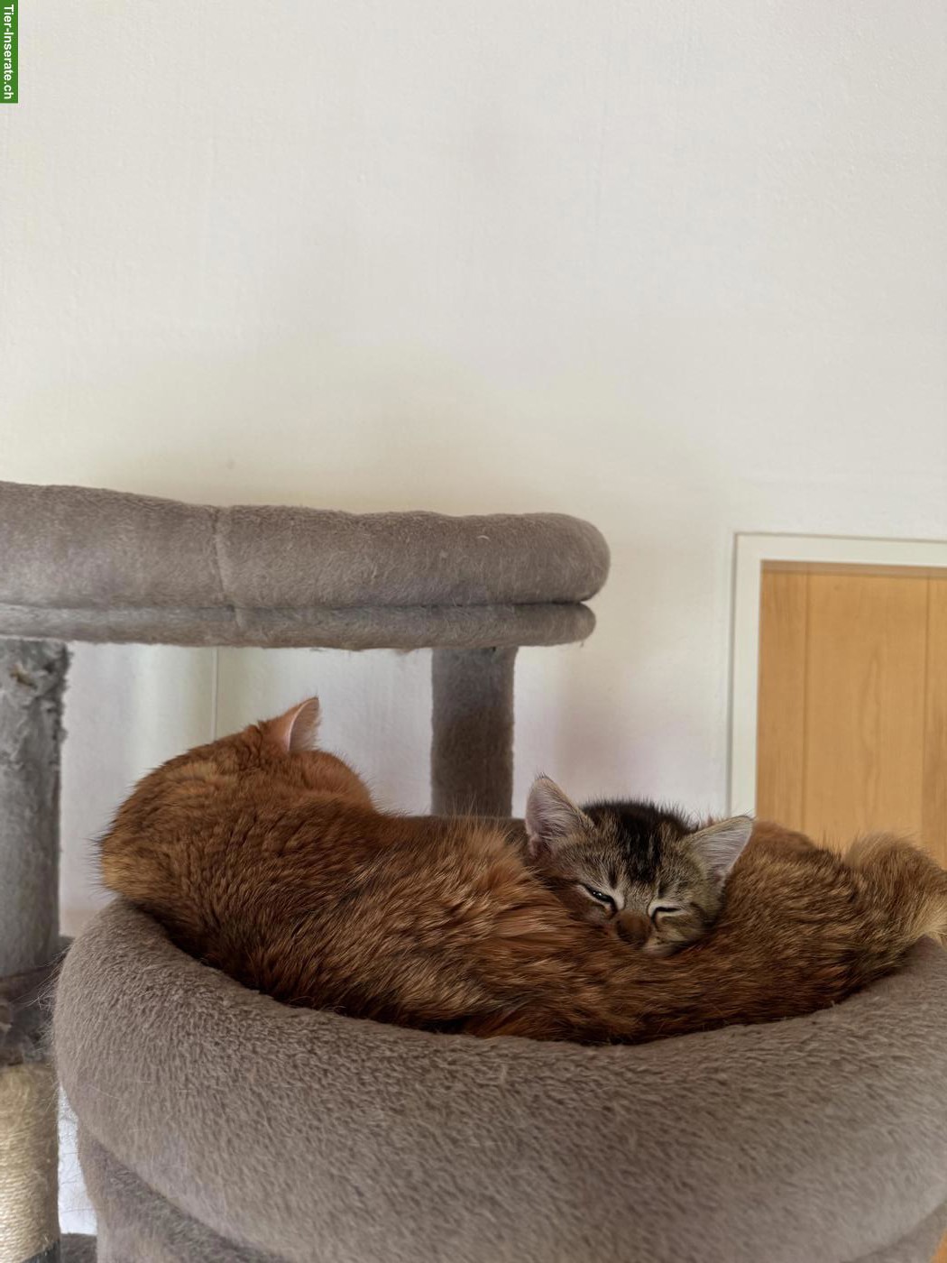 Bild 5: BKH x Siam Kitten, noch 2 Kater