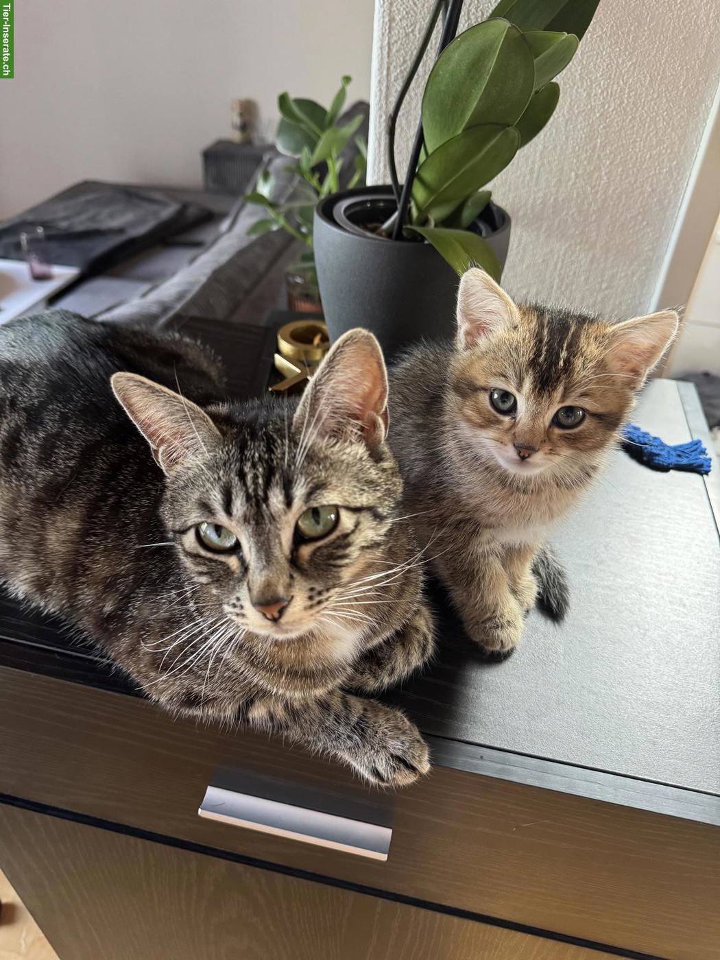 Bild 6: BKH x Siam Kitten, noch 2 Kater