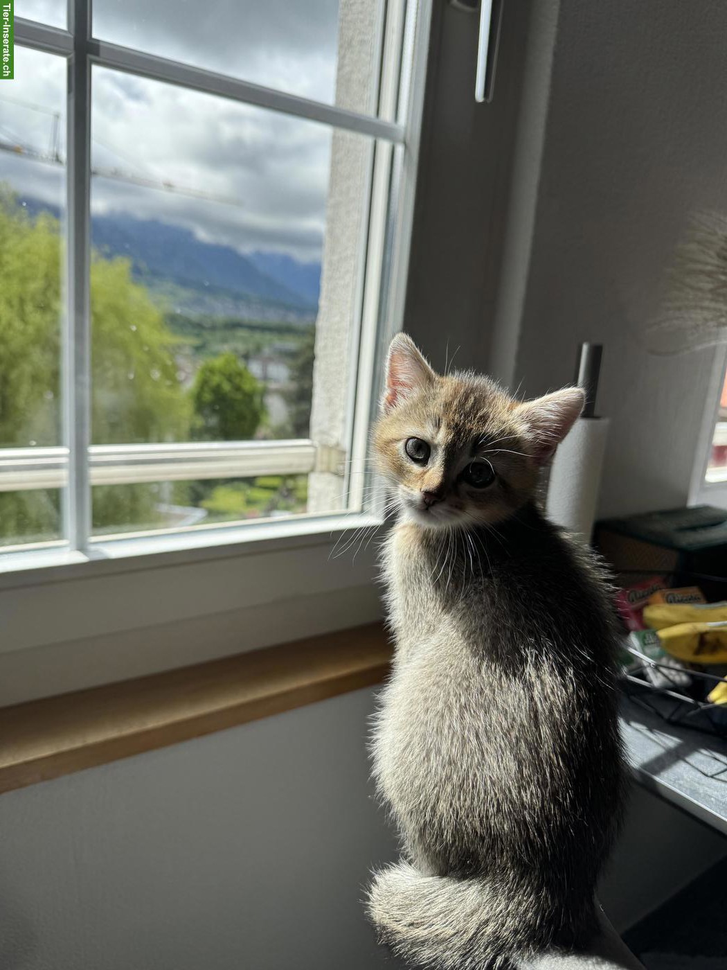 Bild 7: BKH x Siam Kitten, noch 2 Kater