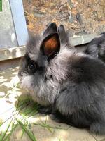 Junge Löwenkopf Zwergkaninchen, schwarz