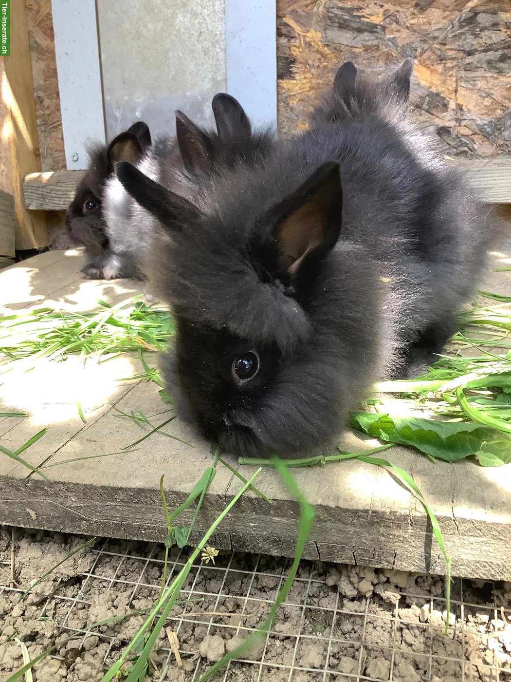 Bild 3: Junge Löwenkopf Zwergkaninchen, schwarz