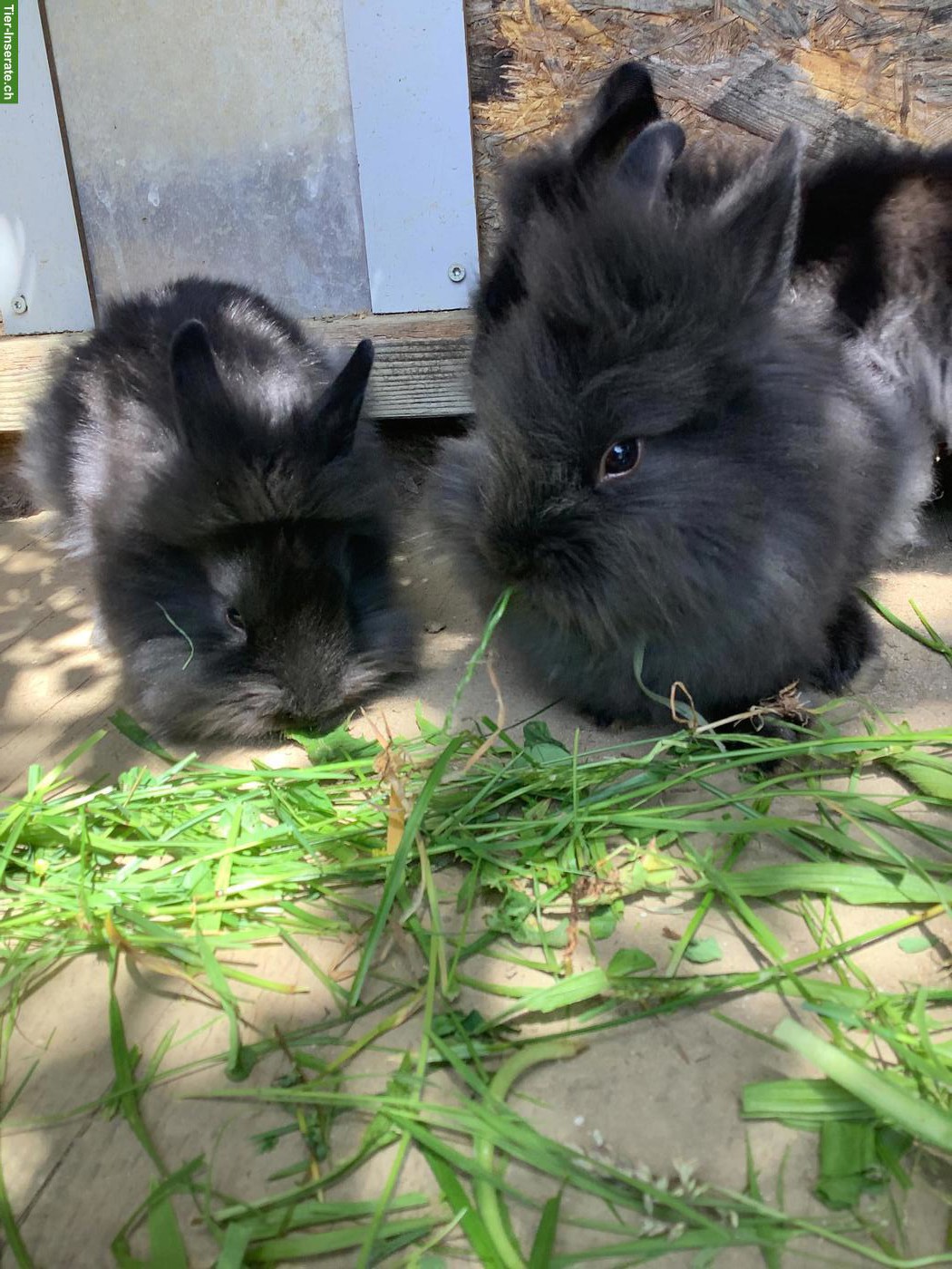 Bild 5: Junge Löwenkopf Zwergkaninchen, schwarz