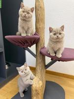Reinrassige Britisch Kurzhaar Kitten in lila mit Stammbaum