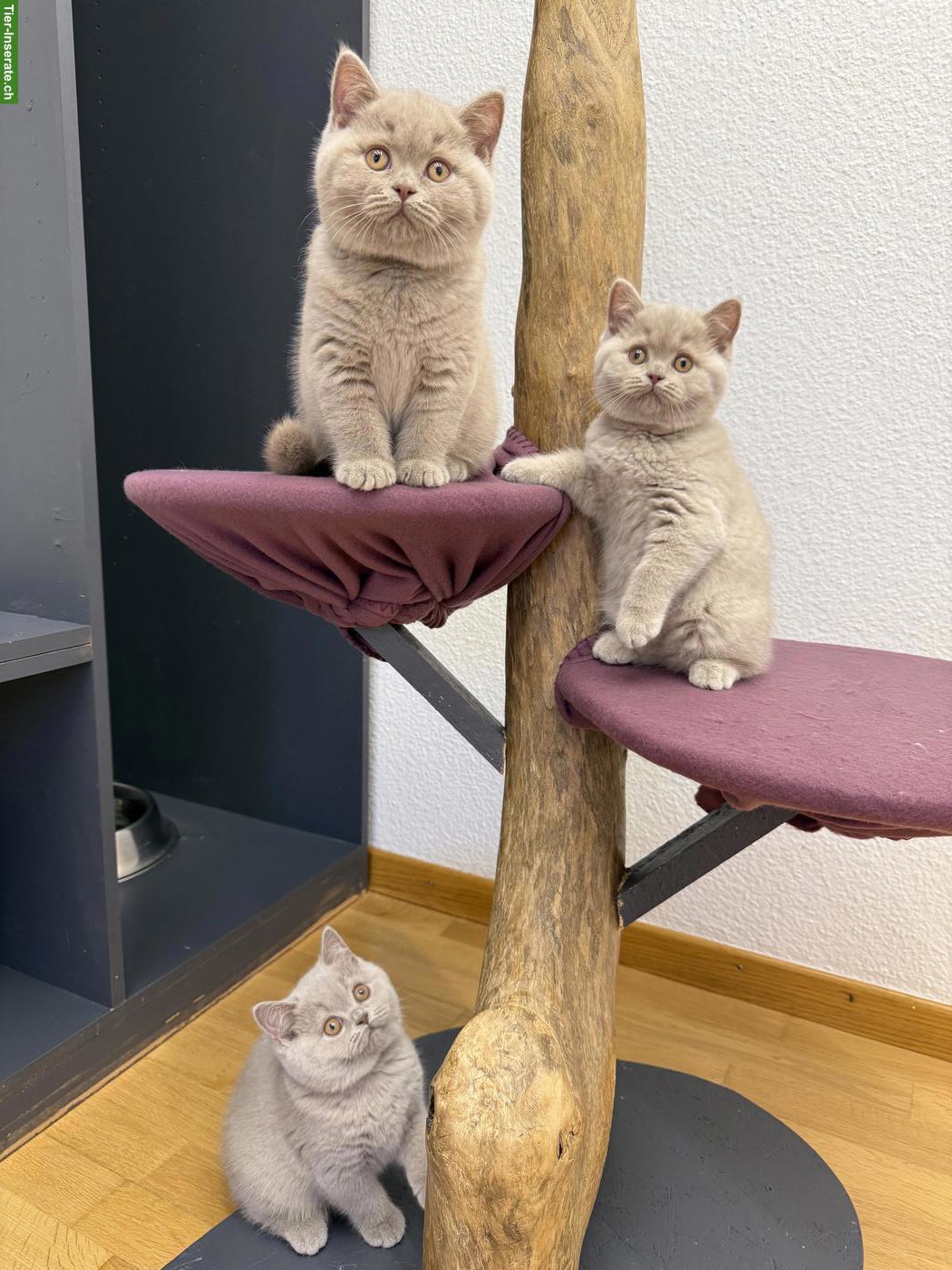 Bild 2: Reinrassige Britisch Kurzhaar Kitten in lila mit Stammbaum